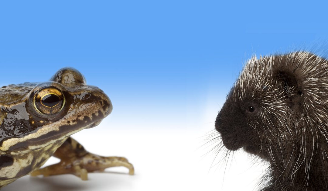 Frog and Porcupine
